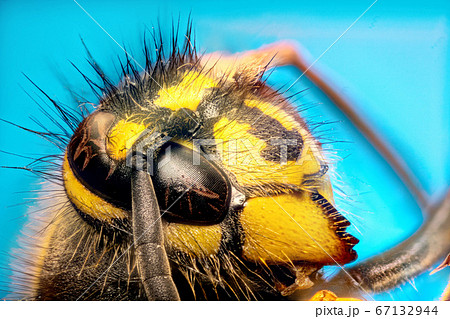 Extreme sharp and detailed study of wasp head Extreme sharp and detailed study of wasp head 67132944