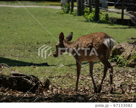 鹿、食事中・飛火野園地 鹿、食事中・飛火野園地 67133082
