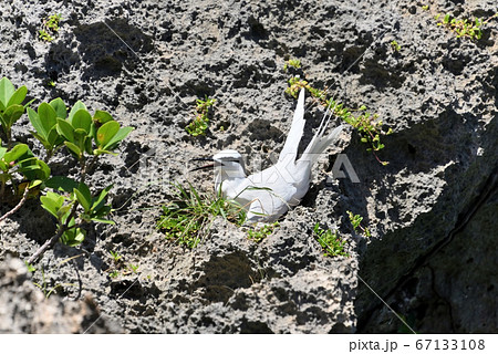 野鳥/夏の渡り鳥エリグロアジサシ 野鳥/夏の渡り鳥エリグロアジサシ 67133108
