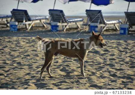 バングラデシュのコックスバザールビーチ 砂浜を歩く野良犬 海水浴を楽しむ人々とビーチパラソル バングラデシュのコックスバザールビーチ 砂浜を歩く野良犬 海水浴を楽しむ人々とビーチパラソル 67133238