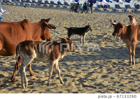 バングラデシュのコックスバザールビーチ 砂浜に集まる牛と野良犬の群れ 可愛い子牛と海水浴を楽しむ人々 バングラデシュのコックスバザールビーチ 砂浜に集まる牛と野良犬の群れ 可愛い子牛と海水浴を楽しむ人々 67133260