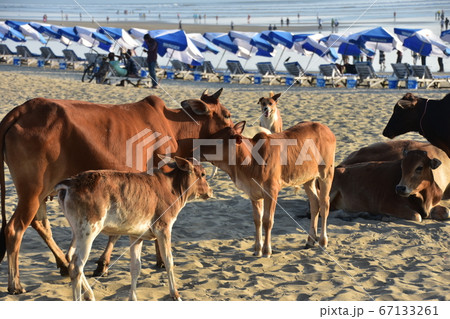バングラデシュのコックスバザールビーチ 砂浜に集まる牛と野良犬の群れ 可愛い子牛と海水浴を楽しむ人々 バングラデシュのコックスバザールビーチ 砂浜に集まる牛と野良犬の群れ 可愛い子牛と海水浴を楽しむ人々 67133261