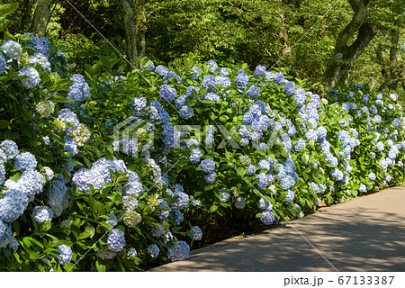 香川県紫雲出山の遊歩道脇に咲く青色の紫陽花の写真素材 香川県紫雲出山の遊歩道脇に咲く青色の紫陽花の写真素材