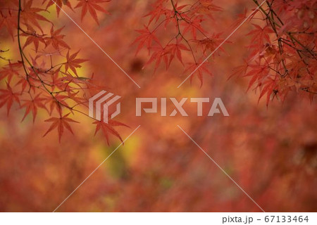 秋の色 紅葉 秋の色 紅葉 67133464