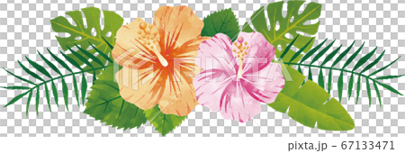 夏 植物 花 ハイビスカス 水彩タッチ イラスト素材のイラスト素材