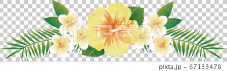 夏　植物　花　ハイビスカス　水彩タッチ　イラスト素材 67133478