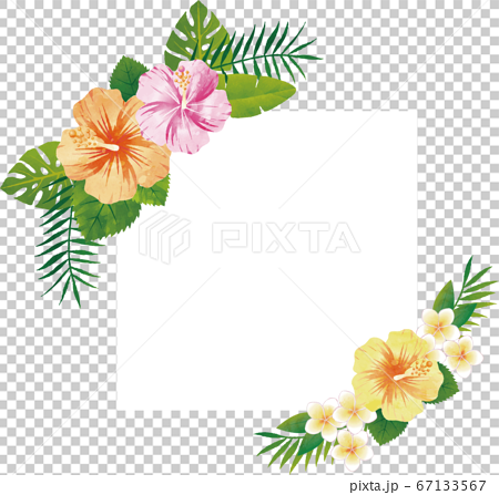 夏 植物 花 ハイビスカス トロピカル 南国 フレーム 水彩 コピー
