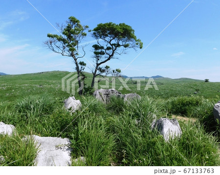 新緑の秋吉台「妙見原のカルスト台地にある岩石群」 新緑の秋吉台「妙見原のカルスト台地にある岩石群」 67133763