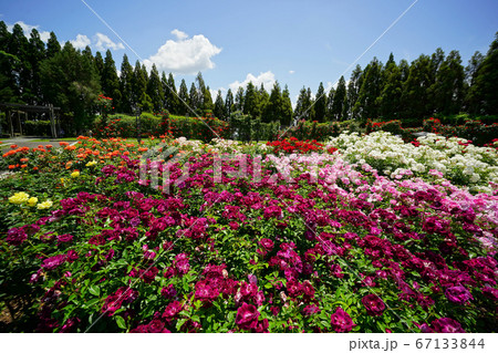 薔薇園 薔薇園 67133844