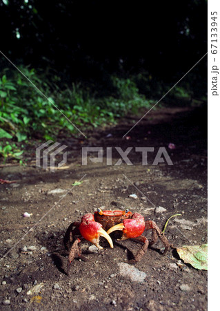 森のカニ アカテガニ 森のカニ アカテガニ 67133945