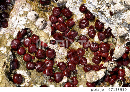 ウメボシイソギンチャクの群生 67133950