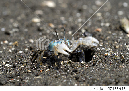 踊るカニ  チゴガニ 67133953