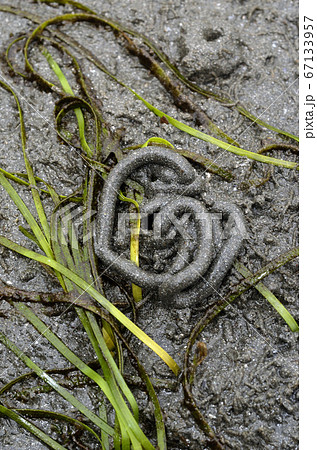 タマシキゴカイの糞 タマシキゴカイの糞 67133957