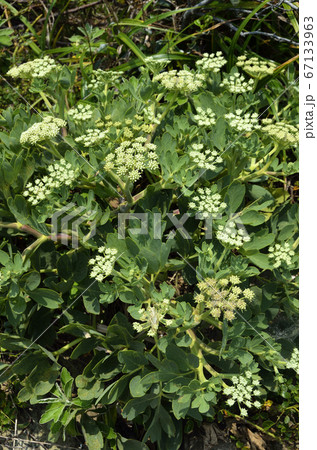 ボタンボウフウ 67133963