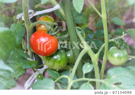 7月になると庭先の真っ赤になったミニトマトがたわわに実り、食べごろを迎える 67134099
