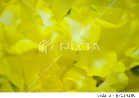 黄色いトルコギキョウのクローズアップ壁紙の写真素材