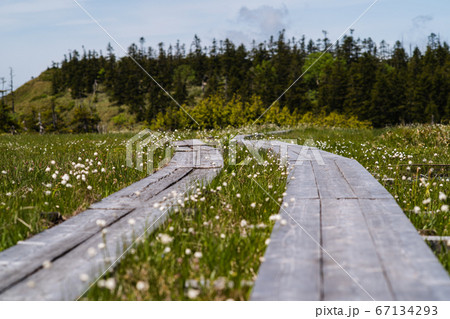 尾瀬木道のワタスゲ 67134293