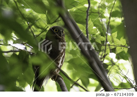 アオバズク 67134309