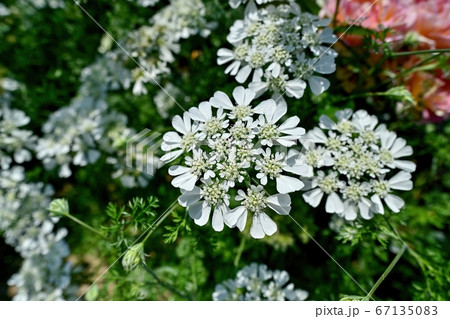 満開の宿根イベリスキャンディタフトの花 大阪の写真素材