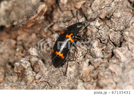 生き物　昆虫　ヒメオビオオキノコ、一センチ程のスマートで美しい体。キノコにつく昆虫の中では大型の方 67135431