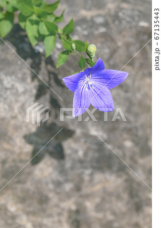 桔梗 67135443