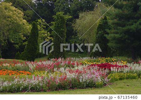 サルビア 67135460