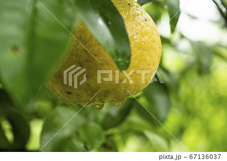 ブンタン　ボンタン　ザボン　柑橘　果実　実　新緑　滴　雫　しずく　瑞々しい　しずる　葉　植物 67136037