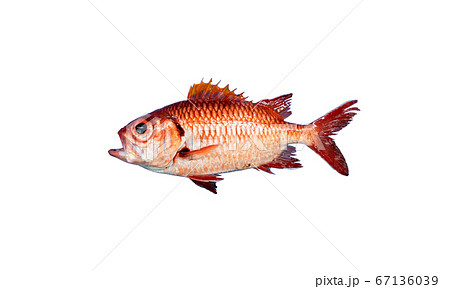 アカマツカサ　赤松毬　Blotcheye soldierfish　鮮魚 67136039