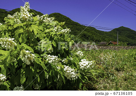 石火矢町ふるさと村　白いアジサイと線路　岡山県高梁市 67136105