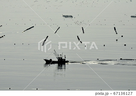 三陸復興国立公園　みちのく潮風トレイル　志津川湾の朝 67136127