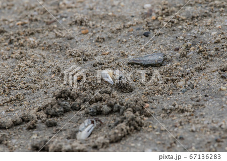 山口きらら博記念公園・月の海「シオマネキ」小さな蟹さん。 67136283