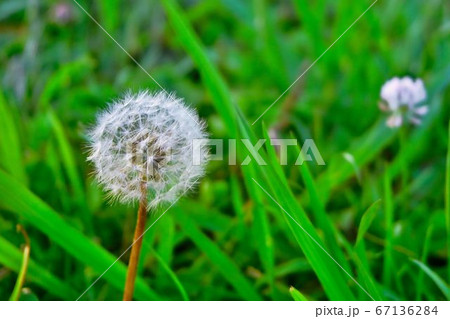 野に咲くタンポポ 67136284