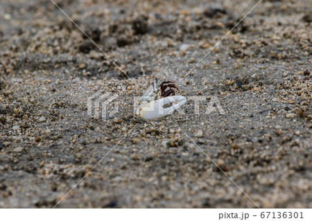 山口きらら博記念公園・月の海「シオマネキ」小さな蟹さん。 67136301