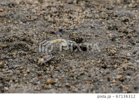 山口きらら博記念公園・月の海「シオマネキ」小さな蟹さん。 山口きらら博記念公園・月の海「シオマネキ」小さな蟹さん。 67136312