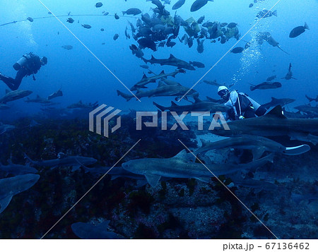 伊戸ダイビング 67136462