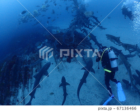 伊戸ダイビング 67136466