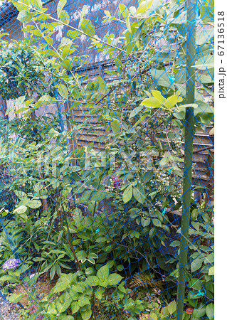 ブルーベリーを防鳥網で覆った家庭園芸の楽しみの写真素材