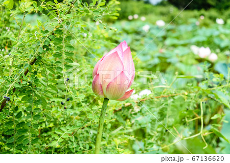 Beautiful lotus flower 67136620