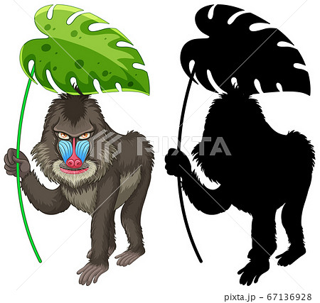 Set Of Mandrill Cartoon And Its Silhouetteのイラスト素材