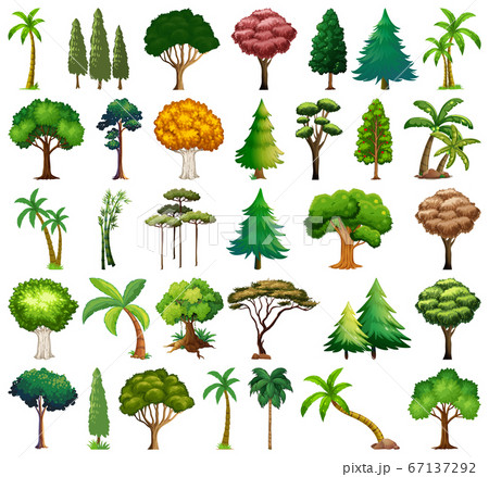 Set of variety plants and trees Set of variety plants and trees 67137292