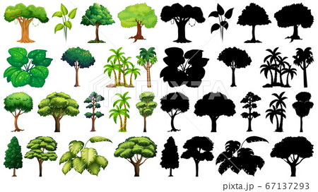 Set of plant and tree with its silhouette Set of plant and tree with its silhouette 67137293