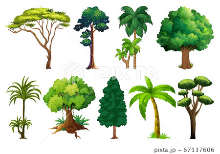 Set of variety plants and trees 67137606