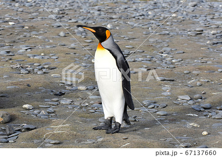 オウサマペンギン（サウスジョージア島） 67137660