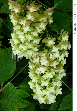 西洋あじさい　房状咲　04 67138024