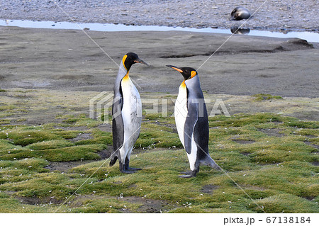 オウサマペンギン（サウスジョージア島） 67138184
