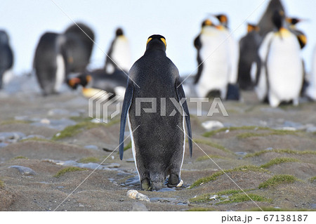 オウサマペンギン（サウスジョージア島） 67138187