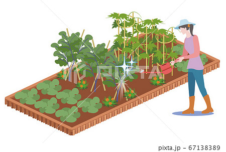 家庭菜園-水遣り 67138389