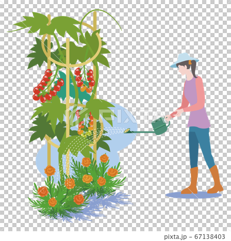 Kitchen Garden-Watering Petit Tomatoes 67138403
