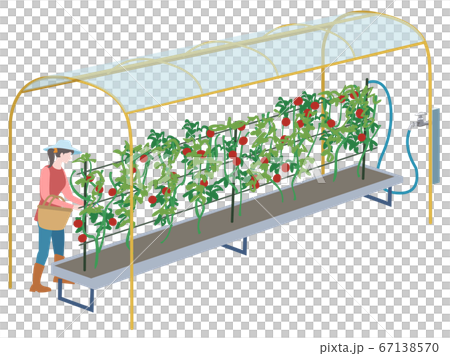 菜園小番茄水培法 67138570