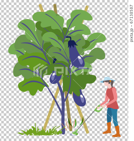 家庭菜園-電動草刈り機で草を刈る女性 家庭菜園-電動草刈り機で草を刈る女性 67138587